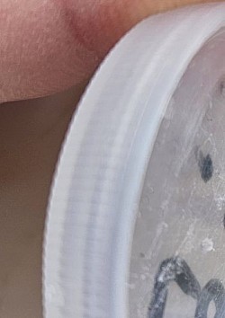 Latrodectus obscurior 0.1