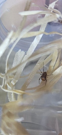 Latrodectus elegans
