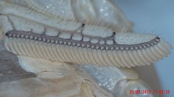 Plural Pectines Androctonus australis 'hector'