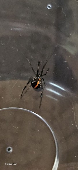 Latrodectus mactans