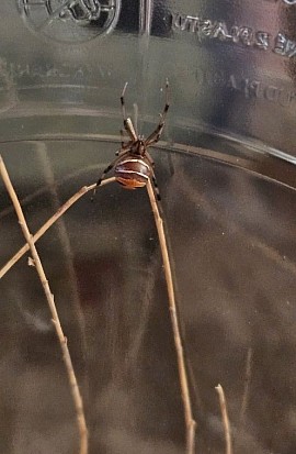 Latrodectus elegans