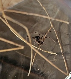 Latrodectus obscurior