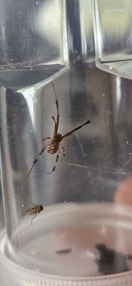 Latrodectus obscurior