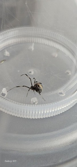 Latrodectus hasselti