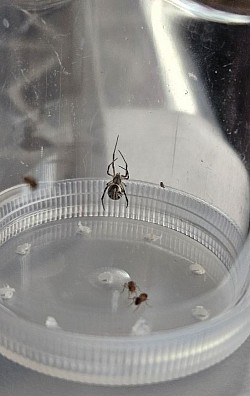 Latrodectus mactans ENZ