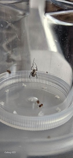 Latrodectus mactans ENZ