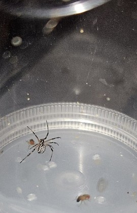 Latrodectus mactans