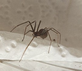 Loxosceles simillima