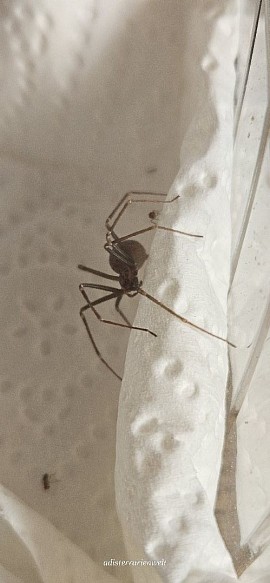Loxosceles simillima