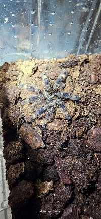 ENZ 13.01.2024 Poecilotheria spec rufilata