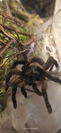 Monocentropus balfouri