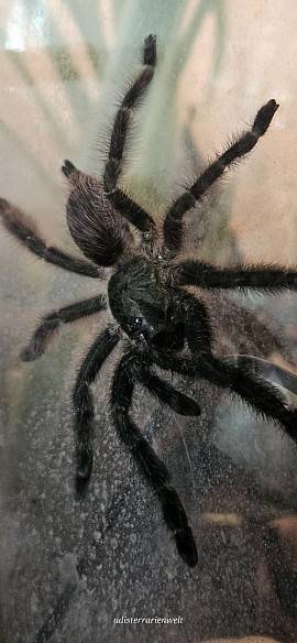 Psalmopoeus victori 0.0.1