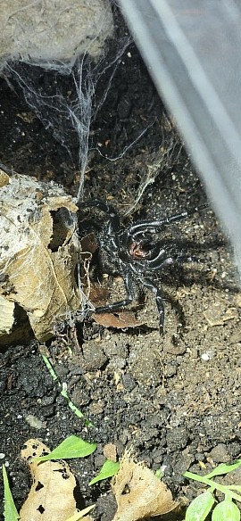Macrothele sp.taroko Taiwan 0.3