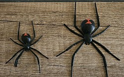 3D Schwarze Witwen