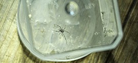 Latrodectus renivulvatus