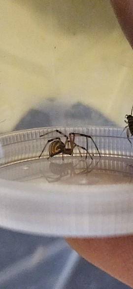 Latrodectus hesperus