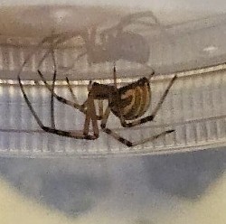 ENZ 23.07.2024 Latrodectus hesperus