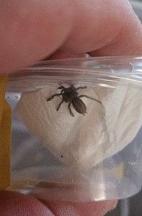 Poecilotheria metallica NZ 2024