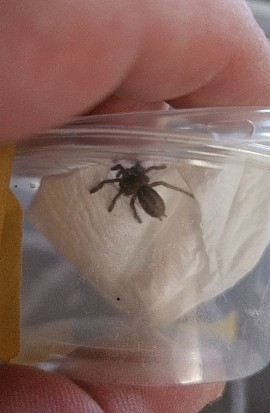 Poecilotheria metallica NZ 2024