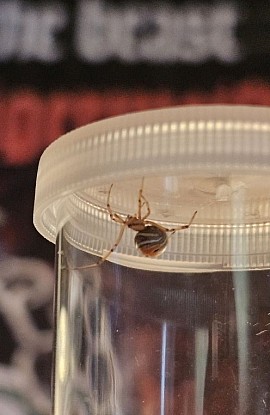 Latrodectus elegans