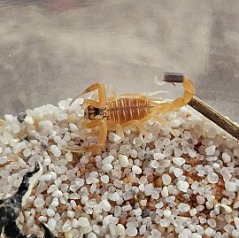 07.2024/09.2024 Leiurus quinquestriatus