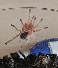 Grammostola rosea