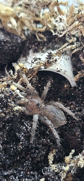 Stichoplastoris obelix
