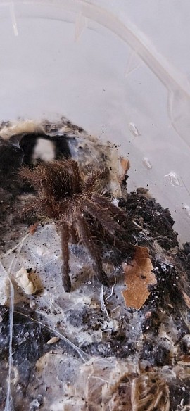 Haplopelma longipes