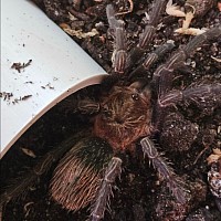 Thrixopelma pruriens 0.1