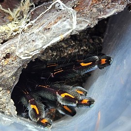 Psalmopoeus irminia 0.1