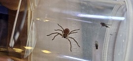 Holconia murrayensis