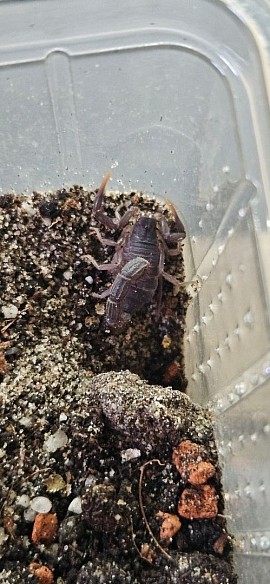 Parabuthus transvaalicus 0.1