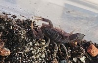 Parabuthus transvaalicus 1.0