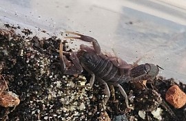 Parabuthus transvaalicus 1.0
