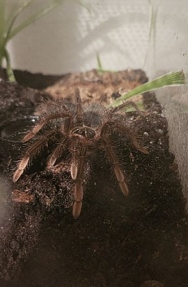 Theraphosa apophysis 0.1