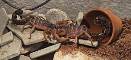 Parabuthus villosus oranje morph 1.1