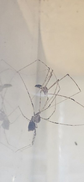 Scytodes longipes 1.1