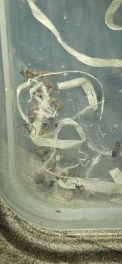 ENZ 18.06 2024 Latrodectus curacaviensis