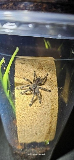 Poecilotheria spec rufilata ENZ 13.01.2024