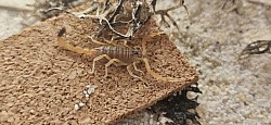 Leiurus quinquestriatus
