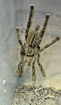 ENZ 13.01.2024 Poecilotheria spec rufilata