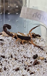 Parabuthus villosus 'Typical'
