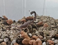 Androctonus bicolor