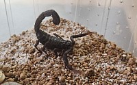 Hottentotta zagrosensis