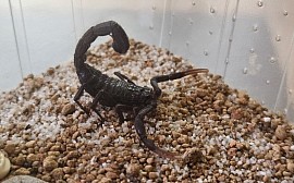 Hottentotta zagrosensis