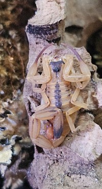Tityus stigmurus