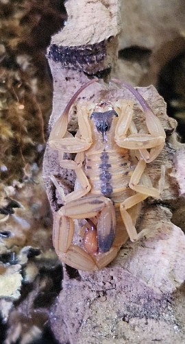 Tityus stigmurus