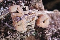 Tityus smithii