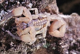 Tityus smithii