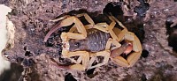 Tityus serrulatus